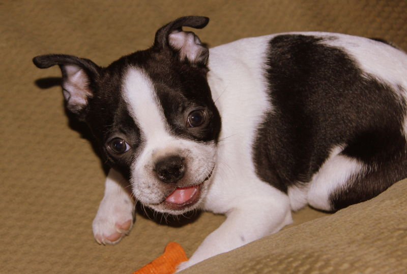 Muninn the pup got his first dog bone!